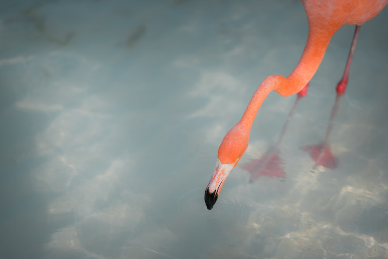 flamingo aruba