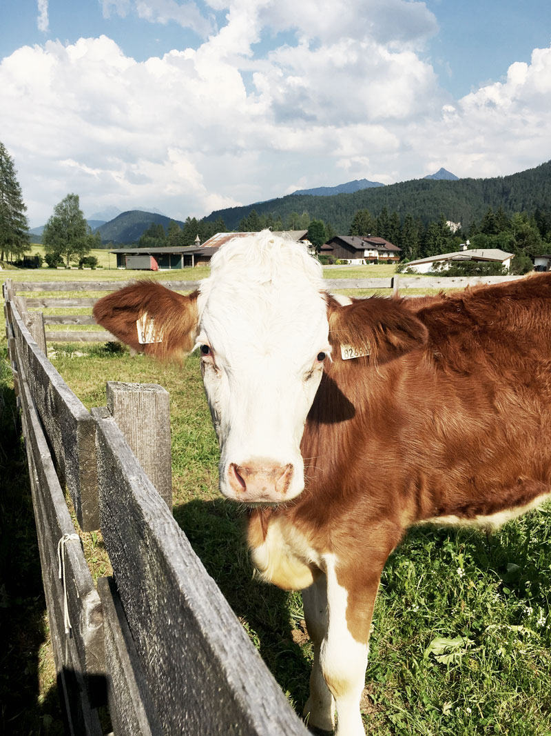 Kuh-Naturtage-Seefeld-Tirol