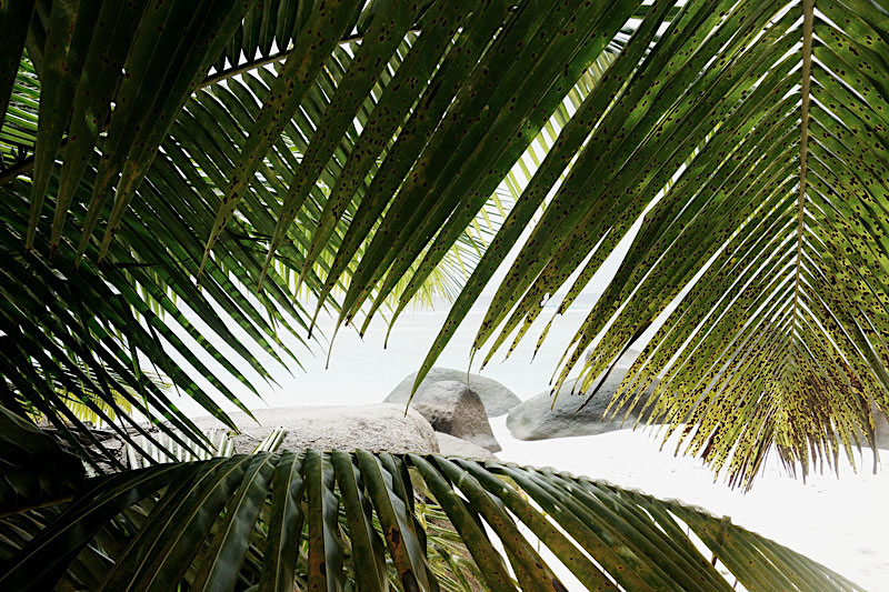 palmen-strand-silhouette-seychellen